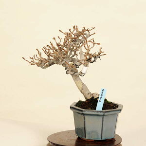 ~́F݁@i*JO~@Kangumi bonsai Elaeagnus@i~