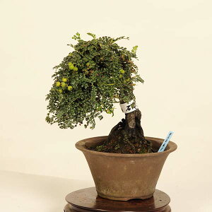 ~́FR(񂵂傤)i*TVE@Isozansyo@Osreomeles anthyllidifolia var. subrotundai~