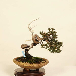 ~́F^ i* ς@VpN Sabina chinesis@Shinpaku bonsai i~