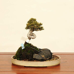 ~́Fܗt()Εt*@i 悤܂@SE}c@Goyoumatsu bonsai i~