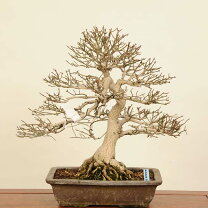 楽天市場】錦木（盆栽｜花・観葉植物）：花・ガーデン・DIYの通販