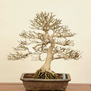 ~ IFі؁ijVLMj*i ɂ@Euonymus alatus@Nishikigii bonsai i~