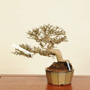 ~ IF܂݁@i*R}~@Komayumi bonsai Euonymus alatus@i~