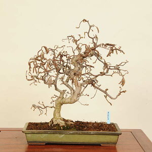 ~ IF_Y@i*͂΂݁@nVo~@Hashimi bonsai i~