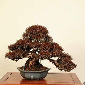~ IFkɊi`JYj@i* ߂񂩂@ Kazura bonsai i~