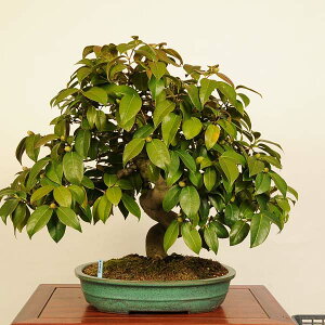 ~́Fց@i *΂@coL Tsubaki bonsai Camellia japonicay^}g֔zz i~
