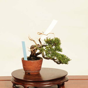 ~́FI^ i* ς@VpN Sabina chinesis@Shinpaku bonsai ~j~