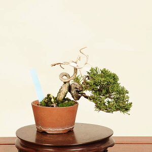 ~́FI^ i* ς@VpN Sabina chinesis@Shinpaku bonsai ~j~