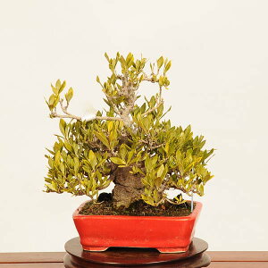 ~ IFq(Ȃ)@i*N`iV Rubiaceae Gardenia Minarikuchinashi bonsai i~