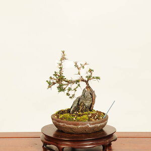 ~́F(ނꂷ)Εt@i*XY@Muresuzume bonsai i~
