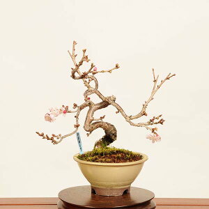 ~́F\ *i @TN@Jyuugatsusakura bonsai i~