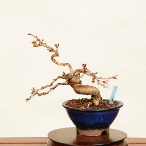 ~́F\ *i @TN@Jyuugatsusakura bonsai i~