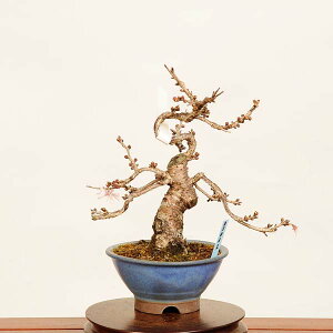 ~́F\ *i @TN@Jyuugatsusakura bonsai i~