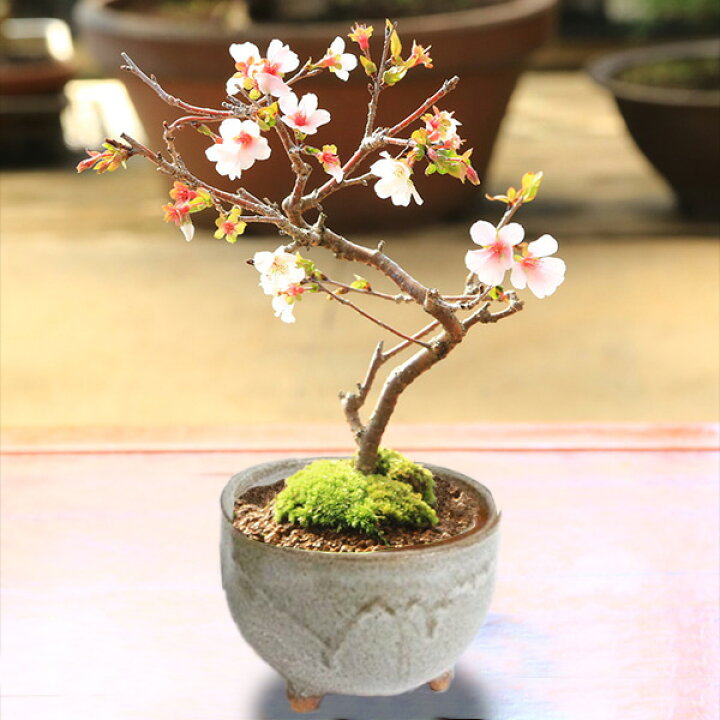 楽天市場】桜盆栽：富士桜(信濃寒桜)*(信楽焼灰丸鉢)【2025年開花終了 