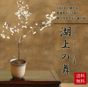 ~́FΏ̕(݌ÏăCuV[)*y2025NtJԏIzytpł͂zyzyo׉złԌbonsai