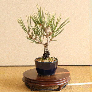 ~j~́Fя*i݌ÏĐۏjяjVL}cɂ܂A a a j v[gɂ bonsai