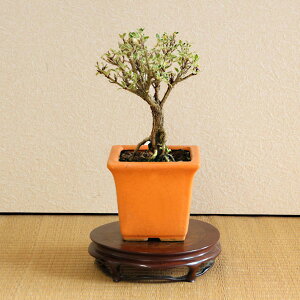 i~́F蔒*i[jӂ͂傤nN`EQ bonsai