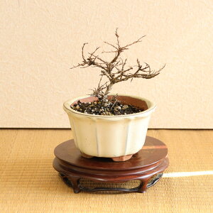 i~́FSg*i։Ԕ۔j邷ׂTXx bonsai