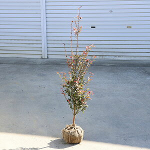 ؁EA؁FPTUJib`FVXj劔*ց@FTUJ@PTUJ @΂@coL R 