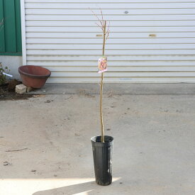 庭木・植木・苗：栗の木（利平栗）りへい　接ぎ木　樹高80cm＊栗の王様　栗　くり　クリ