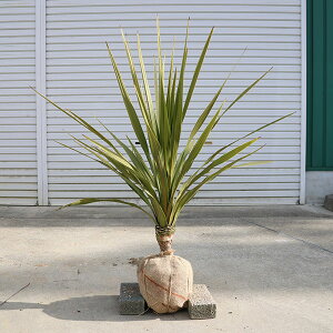 ؁@A؁FhZi(jICV)RWlEI[XgX*@90cm@ǂ点