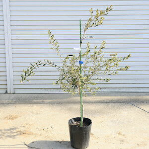 ؁EA؁FI[uiAxLijAxL[i*100cm i@^}֔z@[