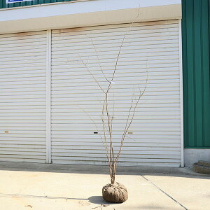 庭木・植木:ツリバナ(ツリバナマユミ)吊花 株立ち 現品限り * 樹高:約180cm  佐川急便発送!