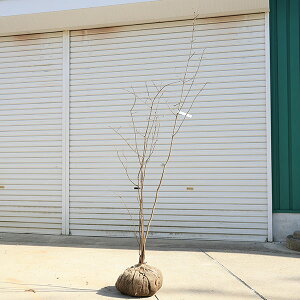 ؁EA؁Fcoiicoi}~j݉ԁ@@i *@F180cm @}֔I