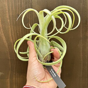 ϗtAF`WA GA[vc J[[X R*GAvc Tillandsia Curly Slim