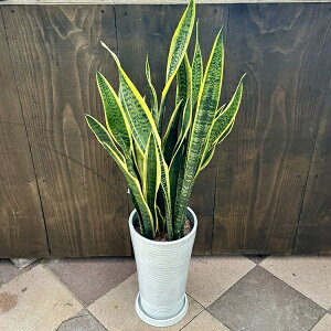 ϗtAFTXxA* 󂯎Mt TZxA ^}g