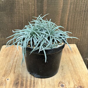  ϗtAFfBbLA RX^~lA*3 v|bg