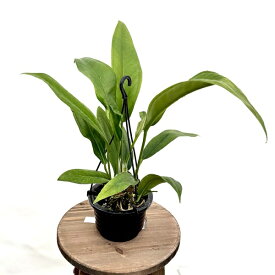 観葉植物：原種アンスリウム　バーケリー*4号吊り Anthurium bakeri