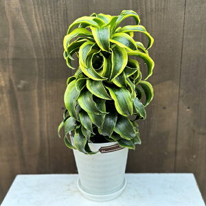 ϗtAFhZi gl[h*5 ZA[g vMt