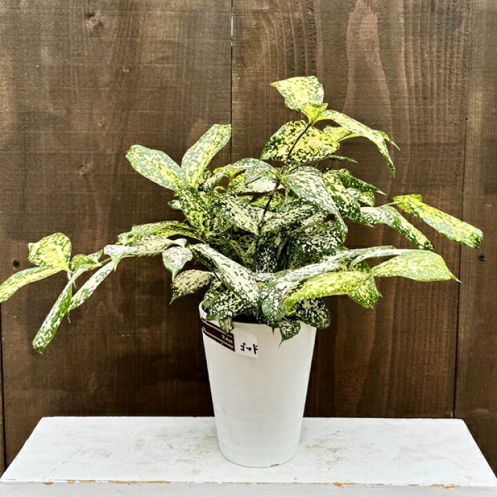 楽天市場】観葉植物：ドラセナ ゴッドセフィアナ*ドラセナ スルクロサ 