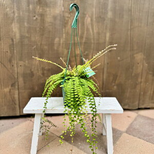 �ϗt�A���F�A�W�A���^�� �R�[�_�[�^*5���݂蔫 �R�[�_�[�^�� Adiantum caudatum