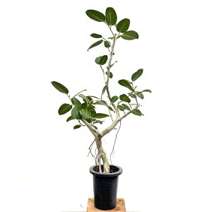 ϗtAFtBJX xKVX*xKS@7v|bg@^}g