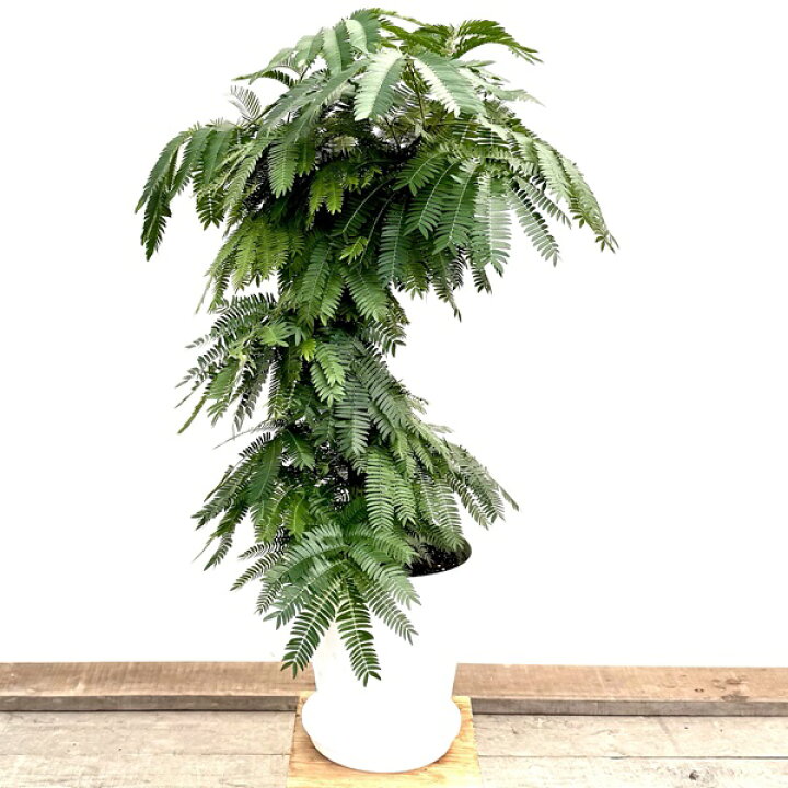 楽天市場】観葉植物：エバーフレッシュ*8号 セラアート鉢 受皿付 