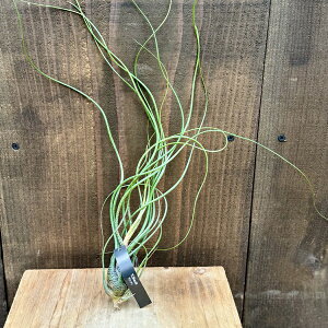 ϗtA@GA[vcF`WA ubcB[ XL*