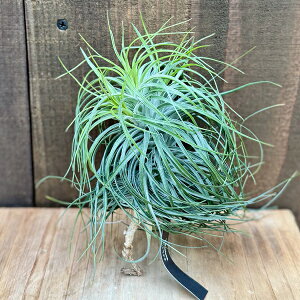 ϗtA GA[vcF`WA XgN^ XL*GAvc