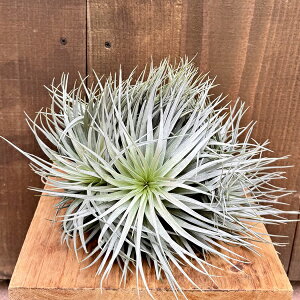 ϗtA GA[vcF`WA XgN^ Vo[Nv *