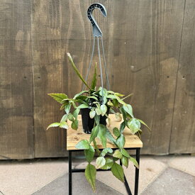 観葉植物：リプサリス　エリプティカ*4号　Rhipsalis