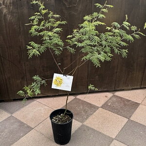 c@ϗtAFAJVA fAlC*6 Acacia deanei