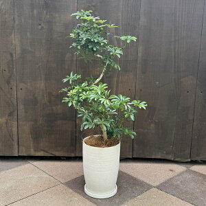 FIׂ܂ ϗtAFVFt RpN^ A*Mt RRV