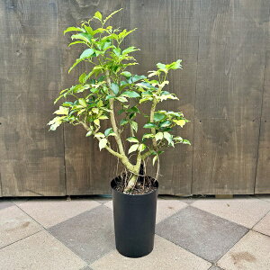 ϗtAFVFt GveBJ oGK[^*v|bg