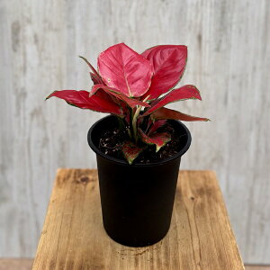 ϗtAFAOIl} r[eB[*4 Aglaonema