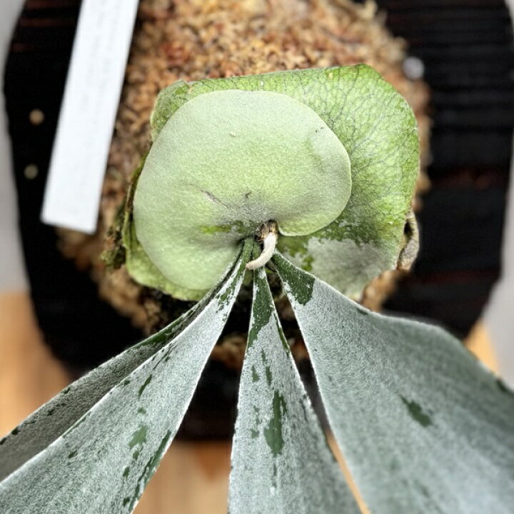 楽天市場】観葉植物：コウモリラン オモ ホワイトラバー 板付け*吊り 