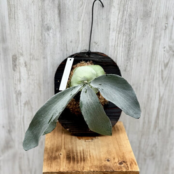楽天市場】観葉植物：コウモリラン オモ ホワイトラバー 板付け*吊り 