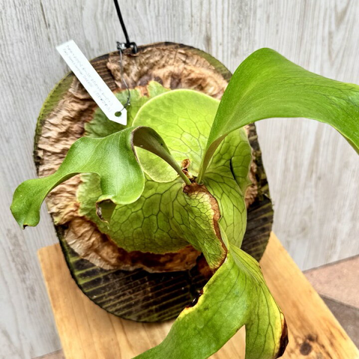 楽天市場】観葉植物：コウモリラン ホーンズサプライズ ダーウィン 板 