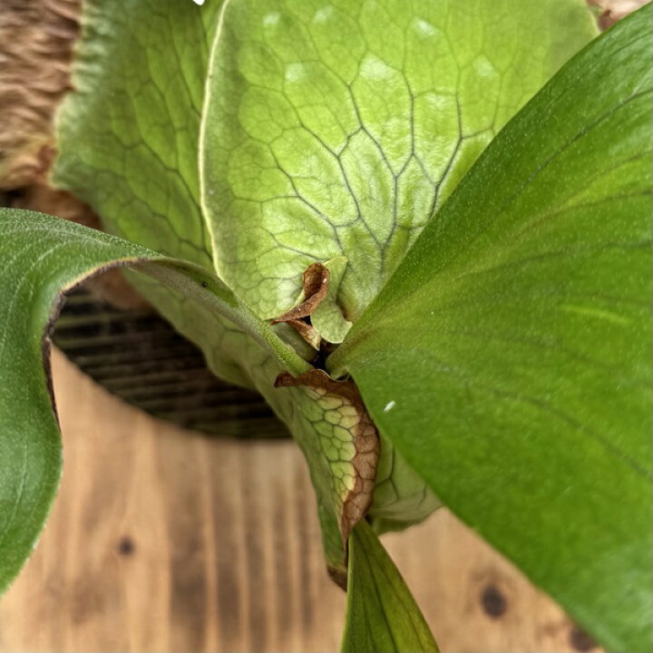 楽天市場】観葉植物：コウモリラン ホーンズサプライズ ダーウィン 板 
