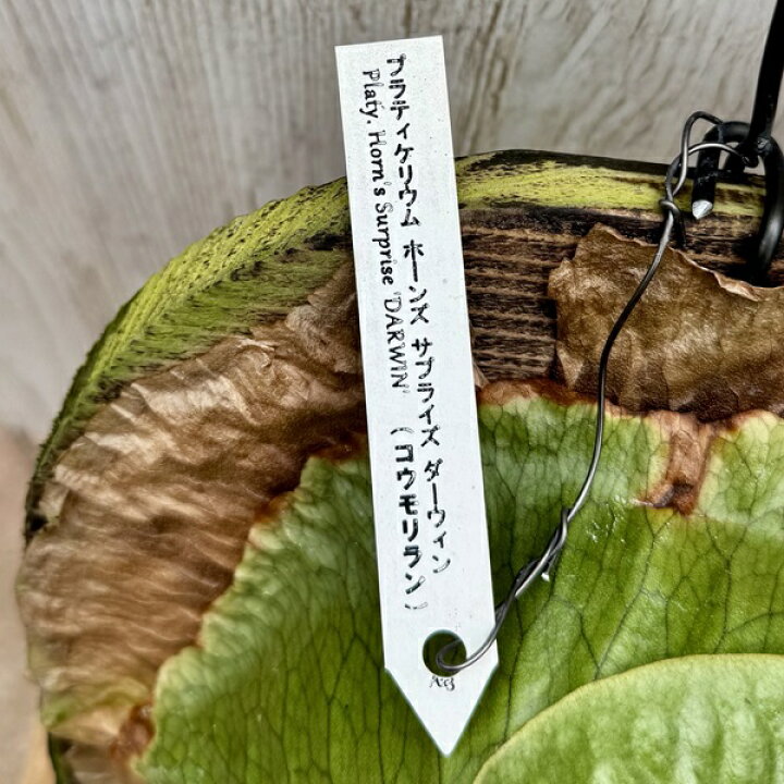 楽天市場】観葉植物：コウモリラン ホーンズサプライズ ダーウィン 板 